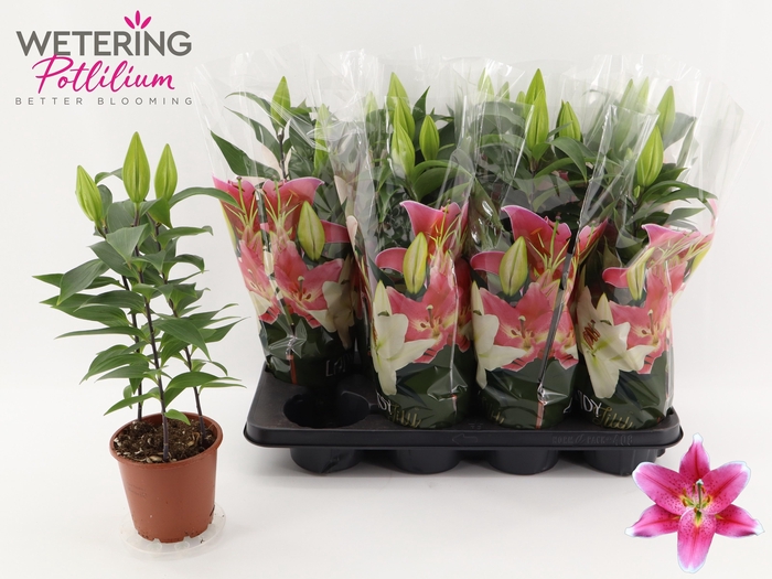 <h4>LIL OR SUNNY KEYS</h4>