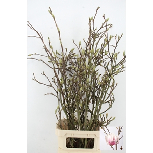 MAGNOLIA GRANDIFLORA X8
