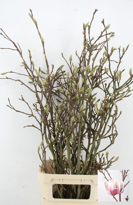 <h4>MAGNOLIA GRANDIFLORA X8</h4>