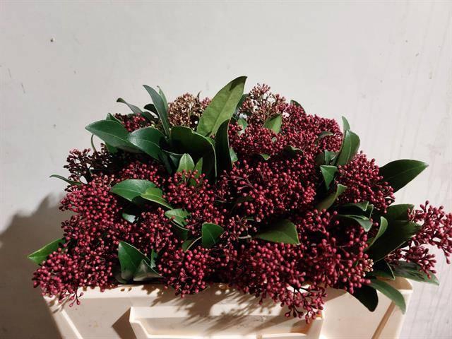 <h4>SKIM J RUBELLA BS</h4>