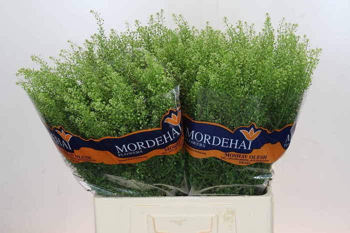 <h4>Lepidium Green Bell</h4>