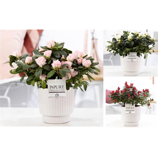 <h4>1st class Azalea mix in P&PURE Ivy ceramics shiny white</h4>