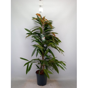 Ficus binn. 'Amstel King'