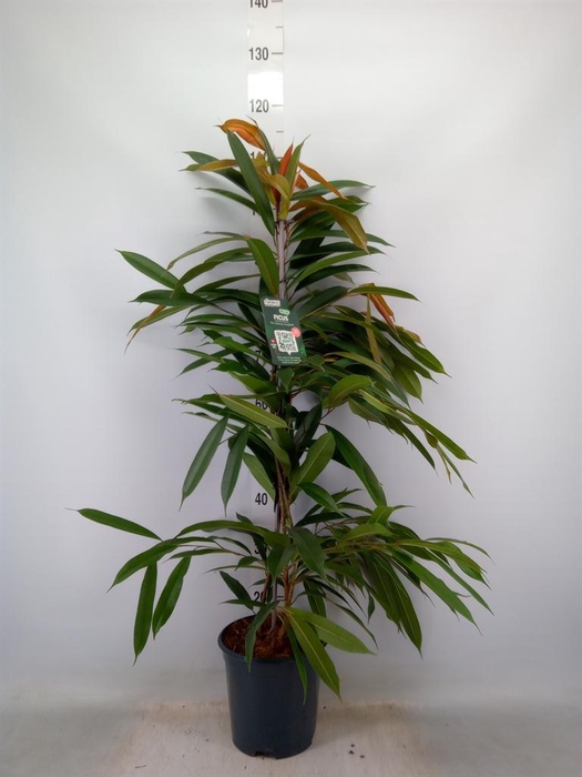 <h4>Ficus binn. 'Amstel King'</h4>