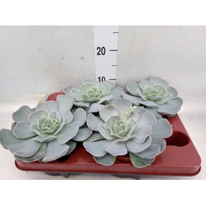 Echeveria  'Pollux'