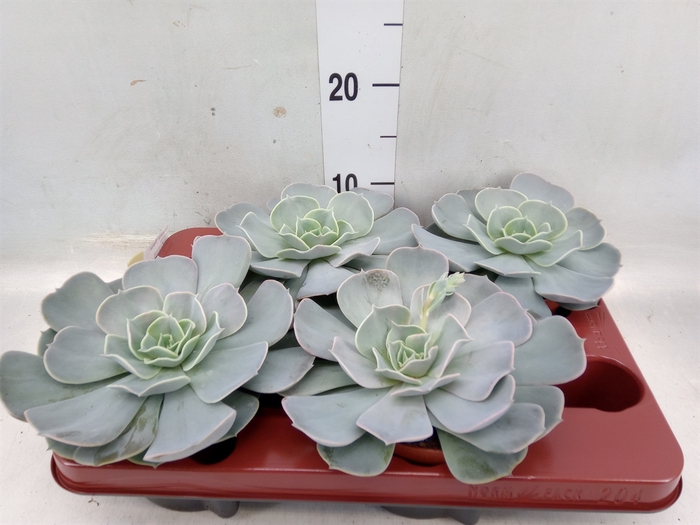 <h4>Echeveria  'Pollux'</h4>