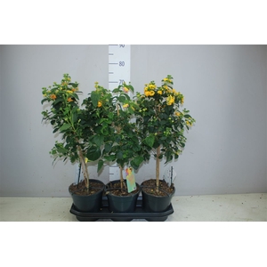 Lantana Mix