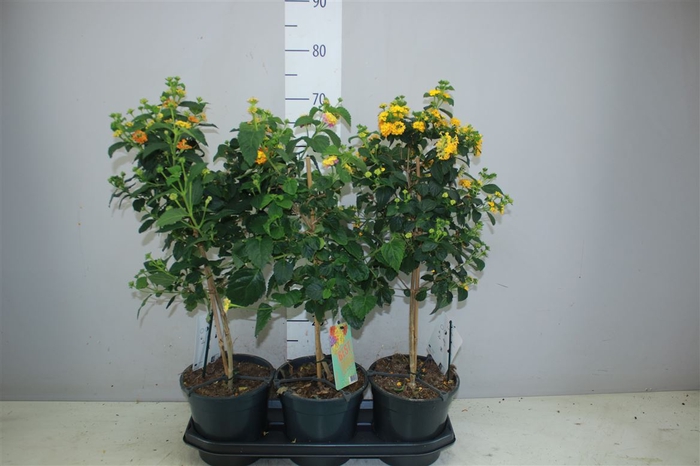 <h4>Lantana Mix</h4>