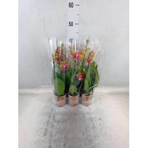 Phalaenopsis multi.   ...orange