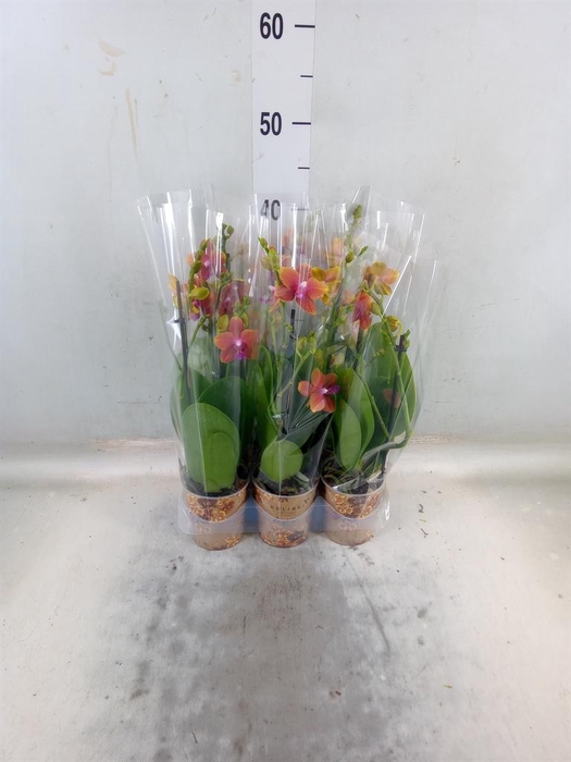 <h4>Phalaenopsis multi.   ...orange</h4>