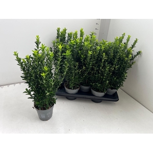 EUONYMUS JA GR SPIRE