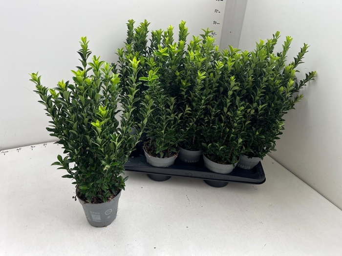 <h4>EUONYMUS JA GR SPIRE</h4>