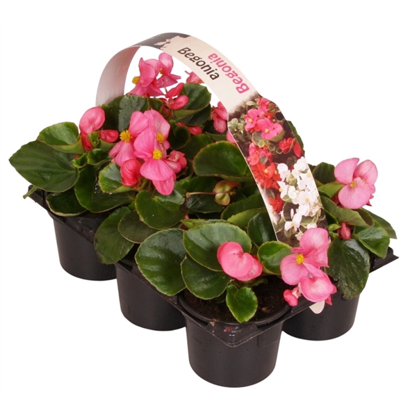<h4>Begonia Semp groenbladig roze 6p</h4>