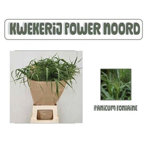 Panicum Fountain