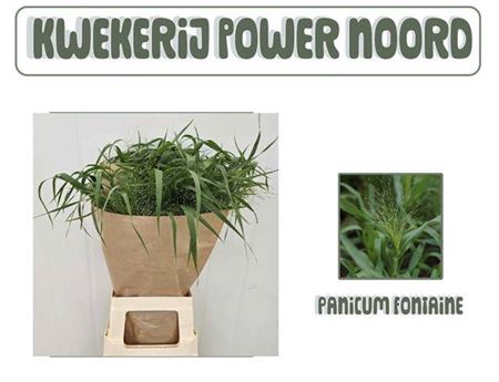 <h4>Panicum Fountain</h4>