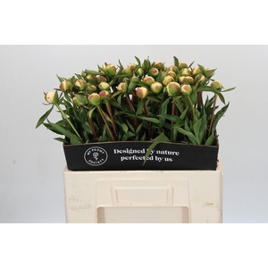 Paeonia Duchesse De Nemours