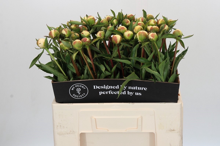 Paeonia Duchesse De Nemours