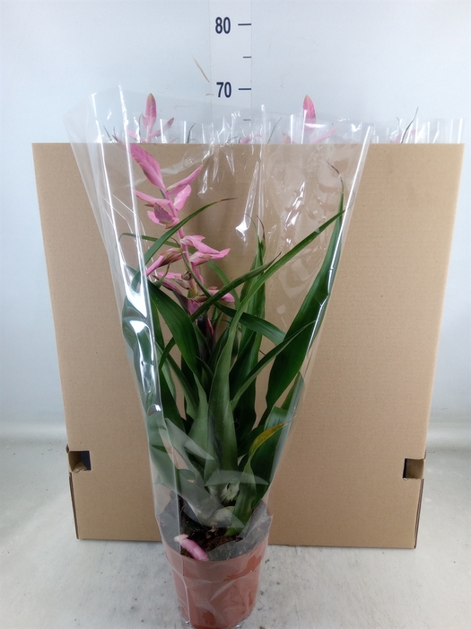 <h4>Aechmea tayoensis</h4>