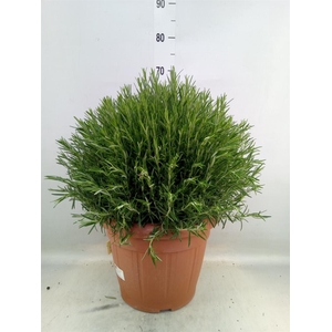 Rosmarinus offi.   ...