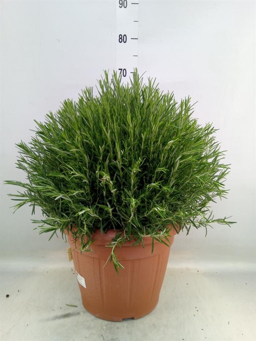 <h4>Rosmarinus offi.   ...</h4>