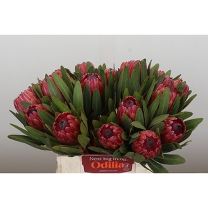 Protea Red Ice