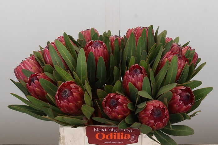 <h4>Protea Red Ice</h4>