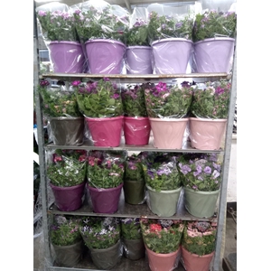 Perkplanten   ...mix /pot [Bedding]