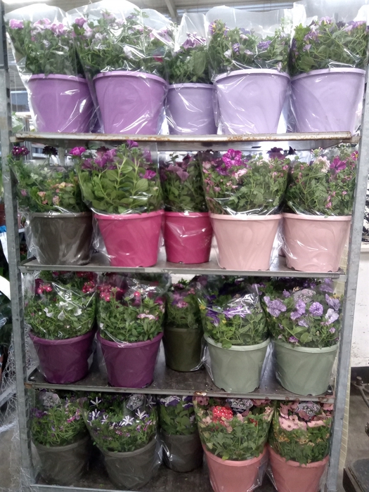 <h4>Perkplanten   ...mix /pot [Bedding]</h4>