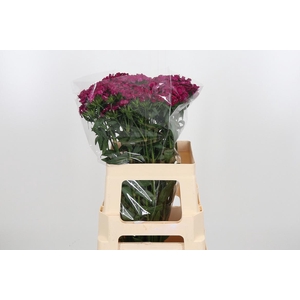 Di Barb Am Neon Cher