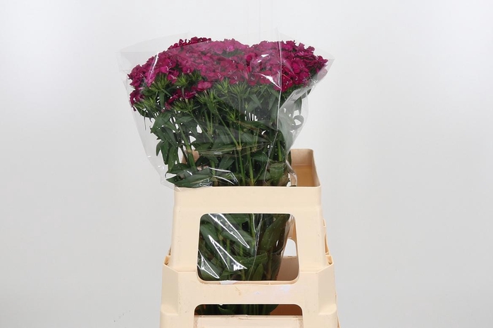 <h4>Di Barb Am Neon Cher</h4>