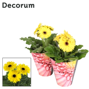 Gerbera Geel 2+ Gemengd Potcover