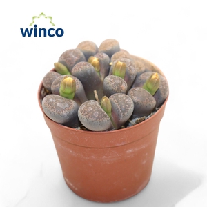 Lithops group (old plant)