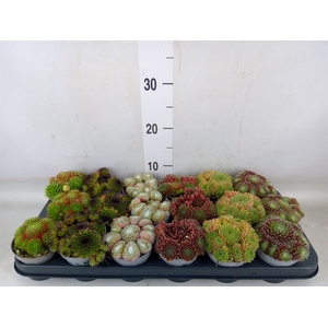 Sempervivum   ...
