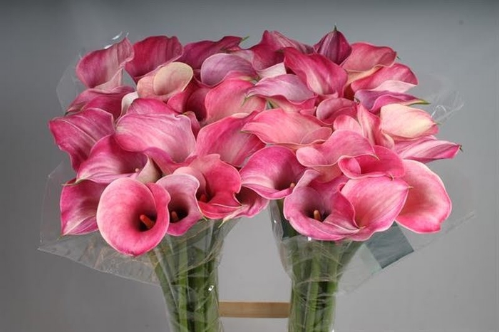 Calla Captain Romance Kallaland