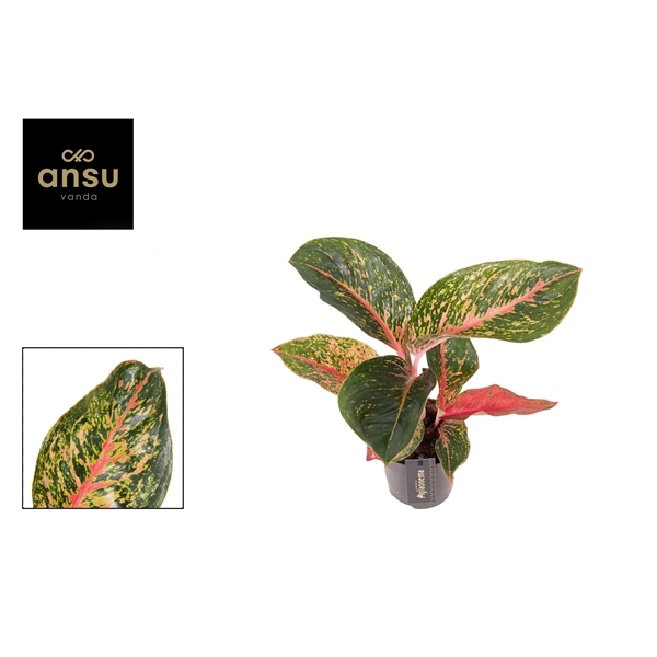 <h4>Aglaonema Lychee Red</h4>