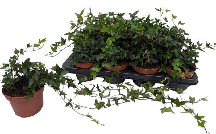 <h4>HED HE SHAMROCK</h4>