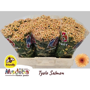 CHR SAN MADIBA SALMON TYOLO CHR S M