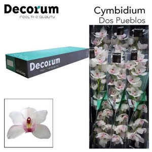 CYMB T DOS PUEBLOS Decorum 60cm.