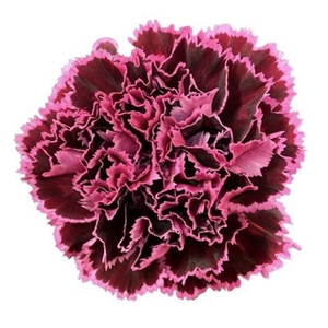 DI ST NOBBIO BURGUNDY