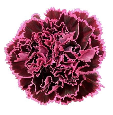 <h4>DI ST NOBBIO BURGUNDY</h4>