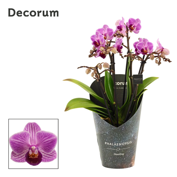 <h4>Phalaenopsis dazzling Dreamer 3-4 tak (Decorum)</h4>