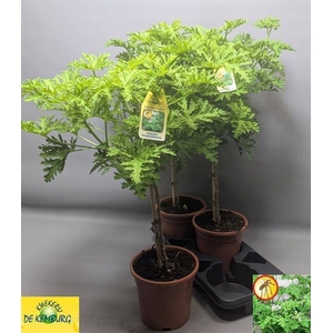 PEL GRAV LEMON TREE