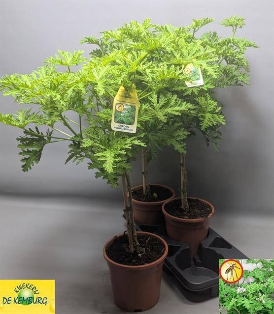 <h4>PEL GRAV LEMON TREE</h4>