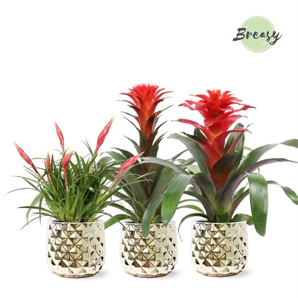 <h4>Bromelia Royal Xmas - 13cm in Royal Crown | Mimesis</h4>