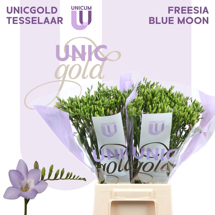 <h4>Freesia enk Blue Moon</h4>