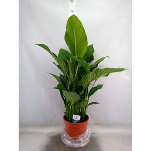 Spathiphyllum  'Sweet Lauretta'