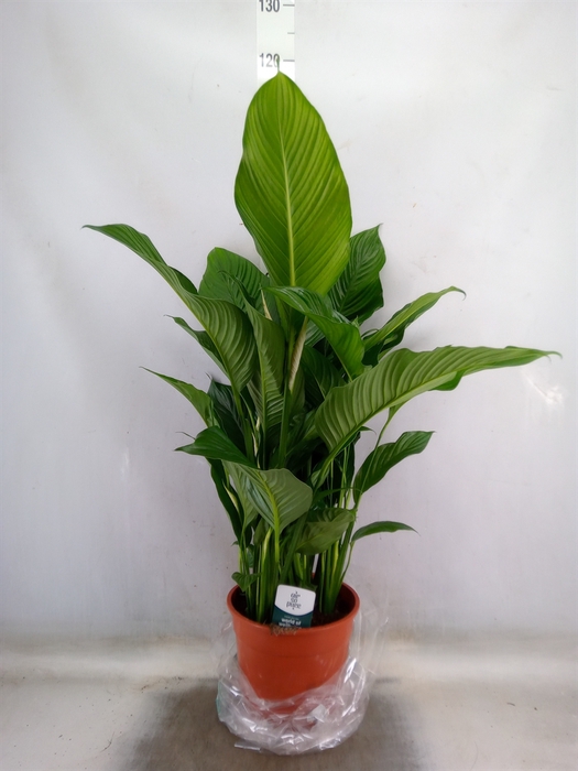 <h4>Spathiphyllum  'Sweet Lauretta'</h4>