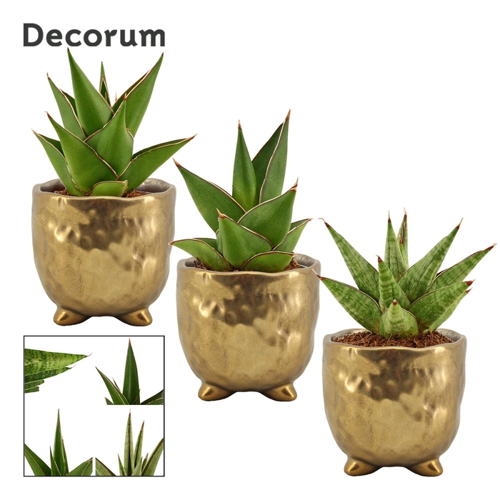 <h4>Sansevieria Crown mix 6 cm in Sigma (Deco-collection)</h4>