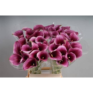 Zantedeschia captain promise
