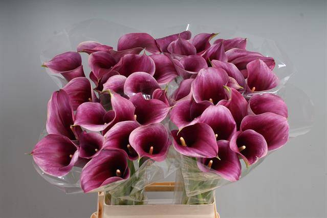 <h4>Zantedeschia captain promise</h4>